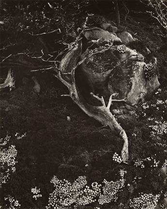 EDWARD WESTON (1886-1958) Cypress, Rock, Stone Crop. 1930.                                                                                       